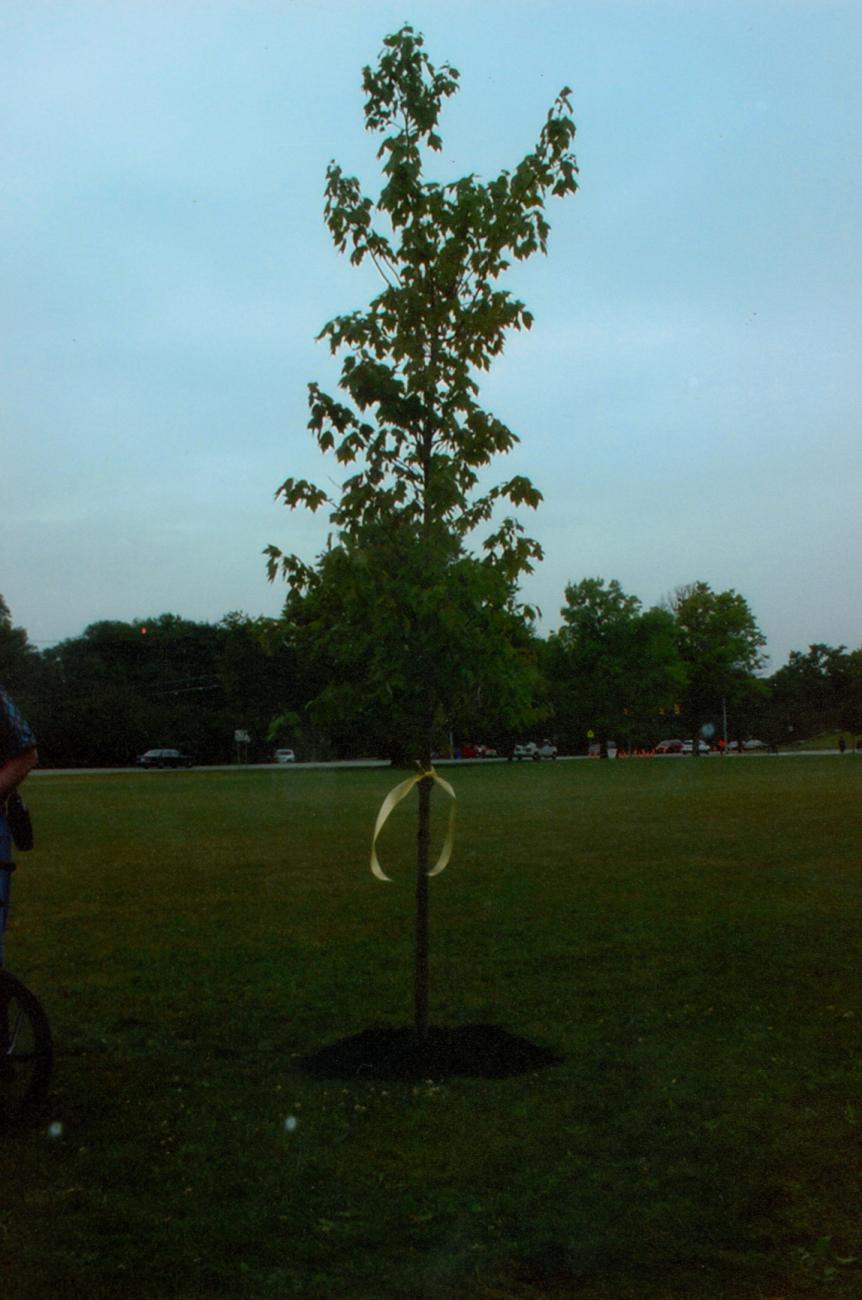 Bicentennial Charter Oak