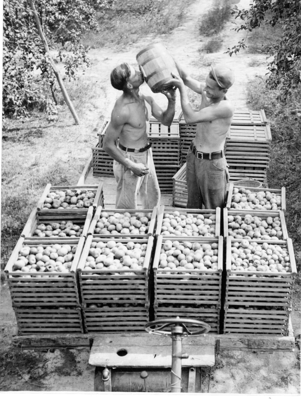 Photograph of Apple Pickers Drinking at the Brown Fruit Farm