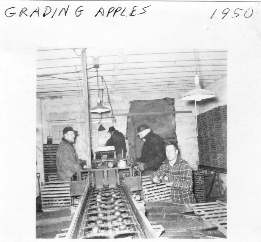 Photograph of Workers Grading Apples on the Brown Fruit Farm