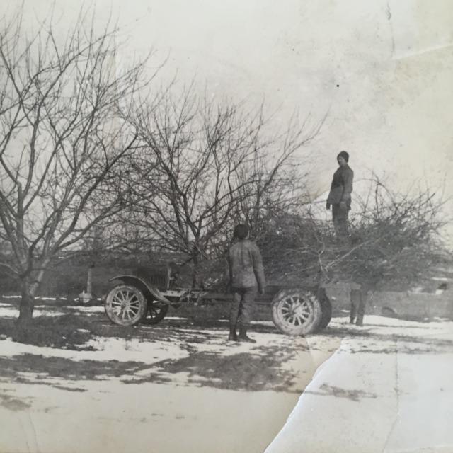 Photograph of Workers Pruning Trees at the Brown Fruit Farm