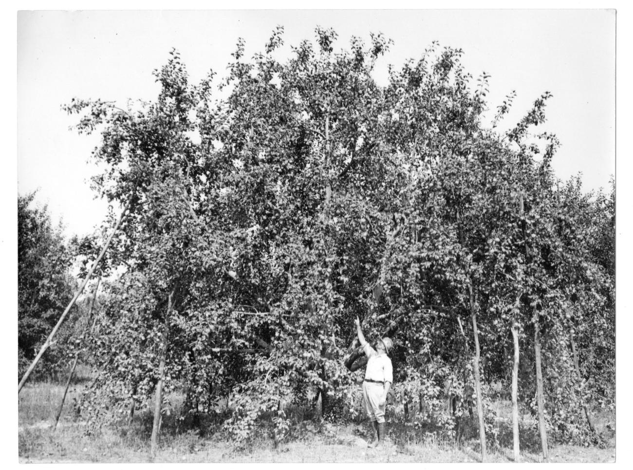 Photograph of a Worker Under an Apple Tree on the Brown Fruit Farm