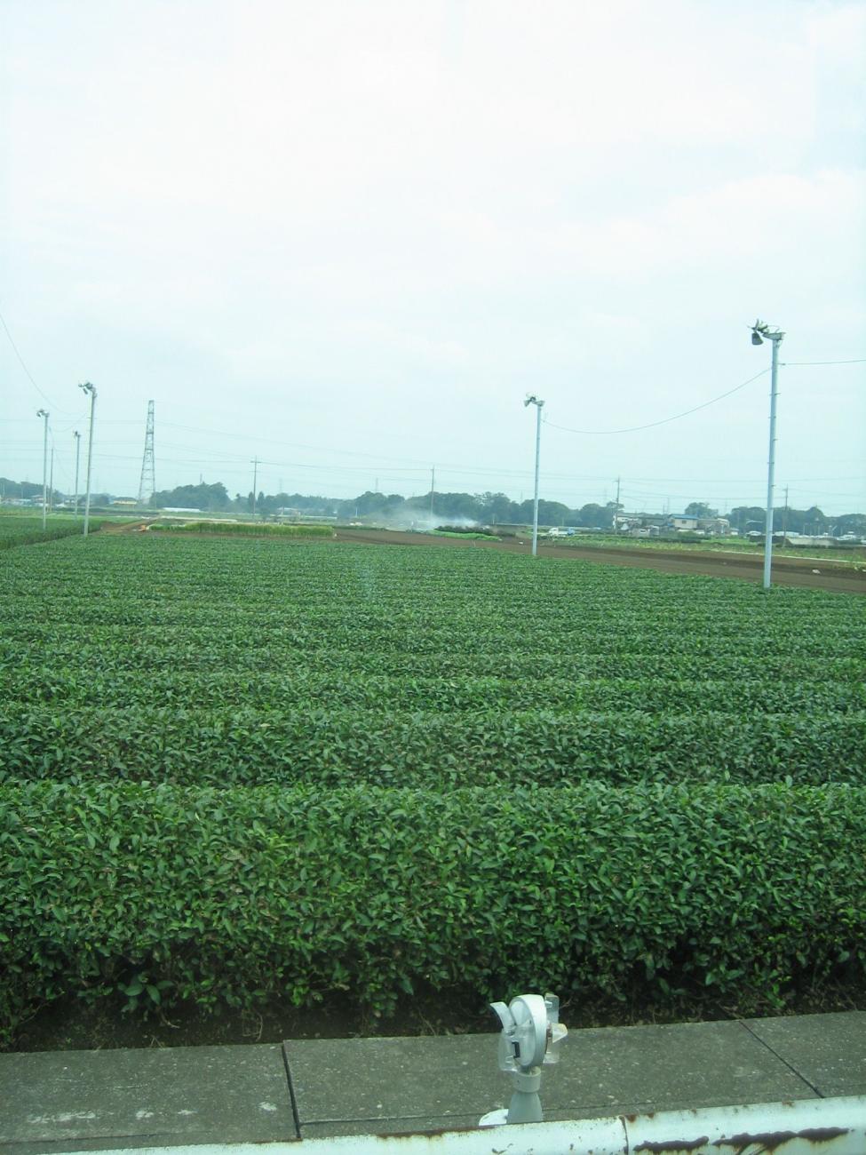 Photograph of a green tea field in Sayama, Japan