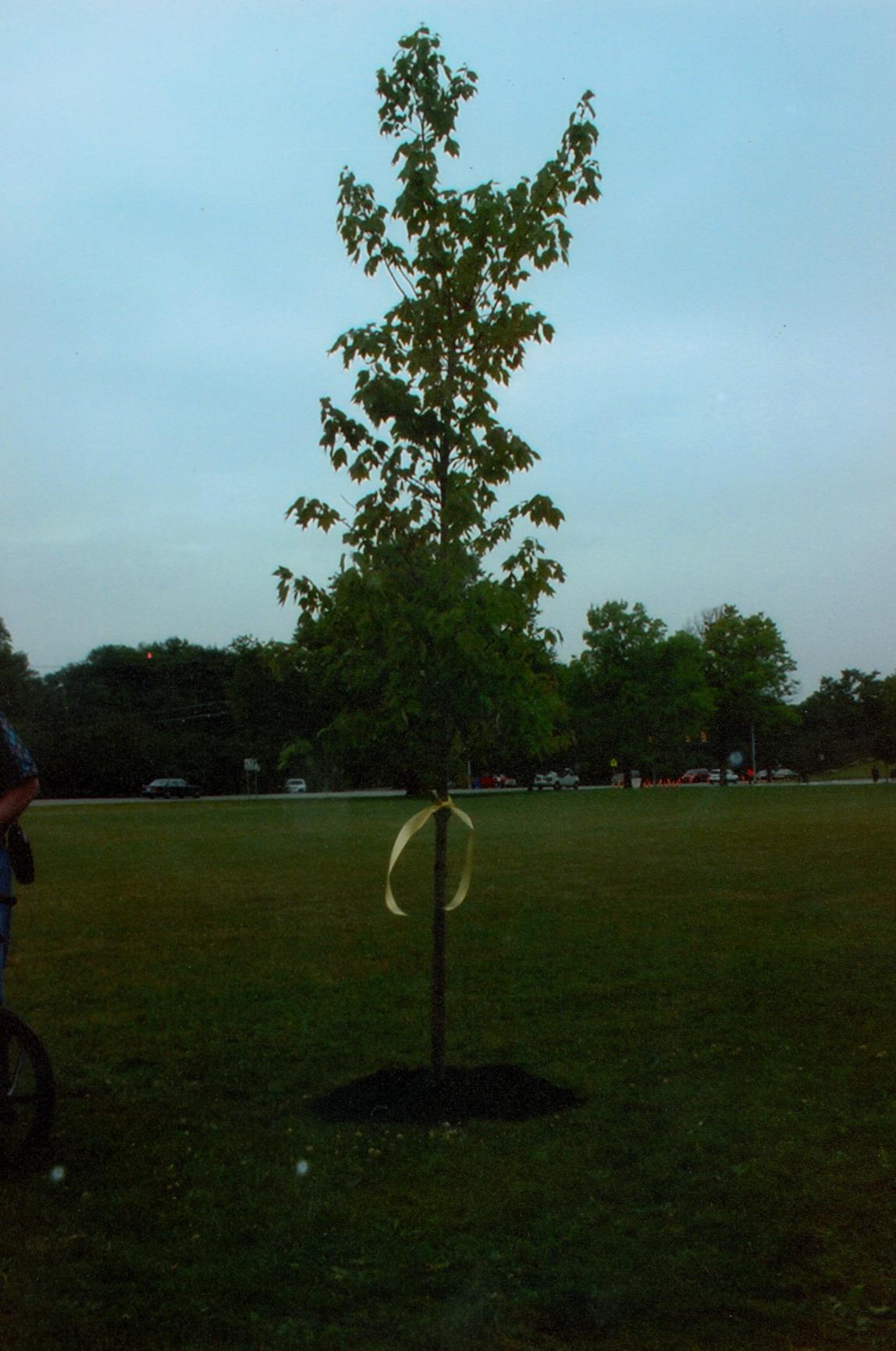 Bicentennial Charter Oak