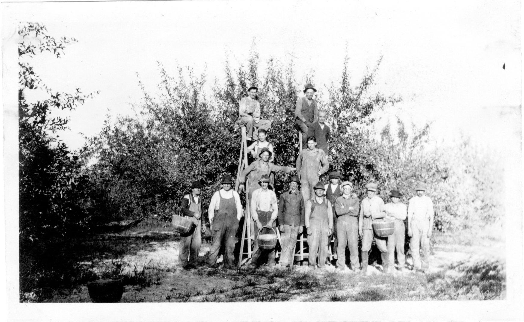 Photograph of an Apple Picking Crew on the Brown Fruit Farm