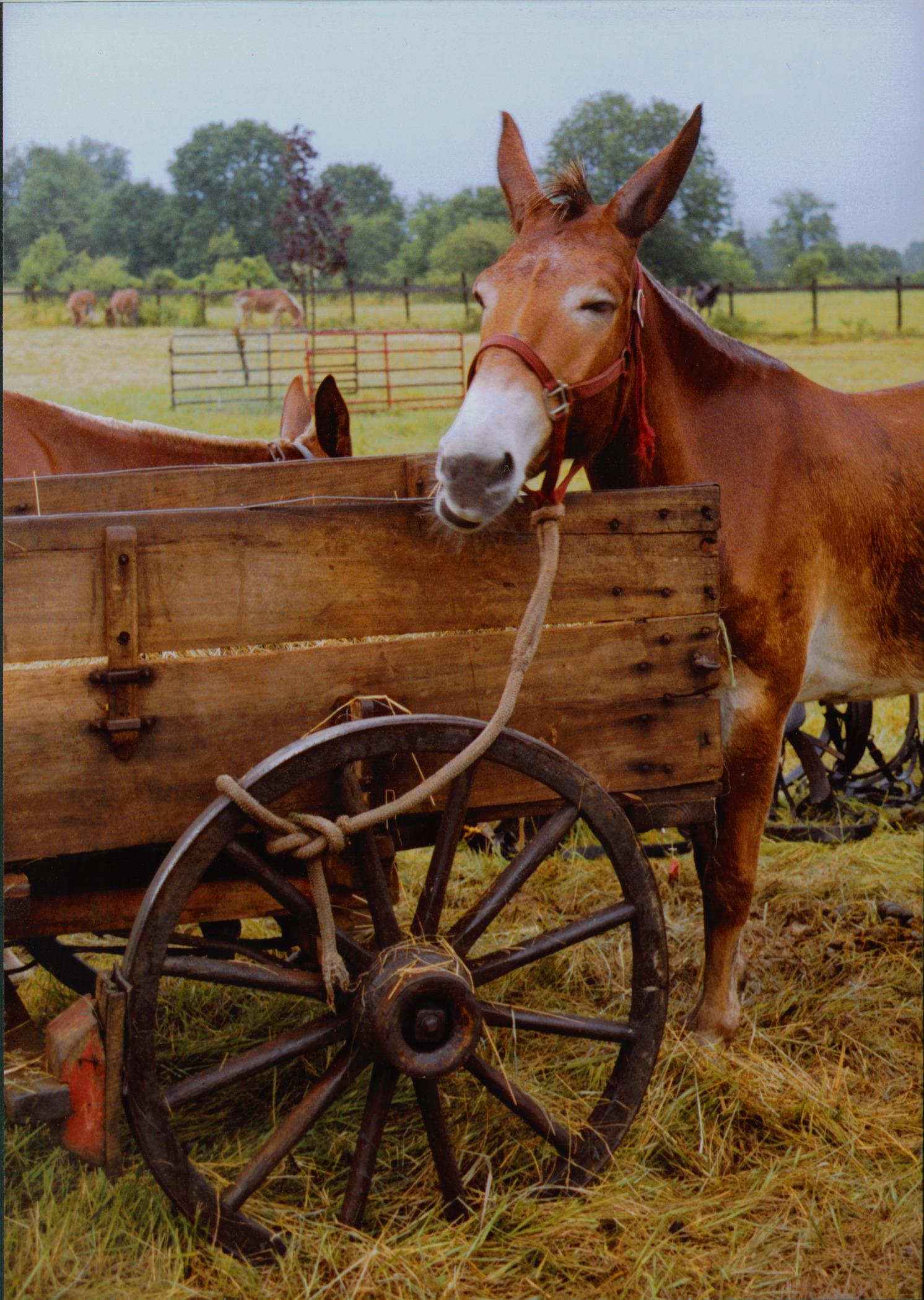 Wagon Train Encampment