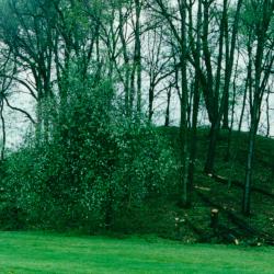 Jeffers Hopewell Prehistoric Mound