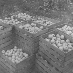 Photograph Labeled “Picking Time” of Apples on the Brown Fruit Farm