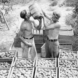 Photograph of Apple Pickers Drinking at the Brown Fruit Farm