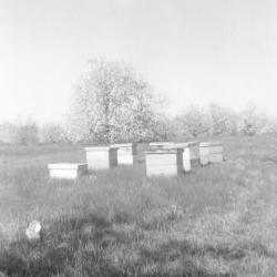 Photograph of Beehives at the Brown Fruit Farm