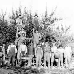 Photograph of an Apple Picking Crew on the Brown Fruit Farm