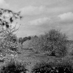 Photograph of an Orchard at the Brown Fruit Farm