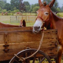 Wagon Train Encampment