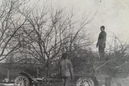 Photograph of Workers Pruning Trees at the Brown Fruit Farm