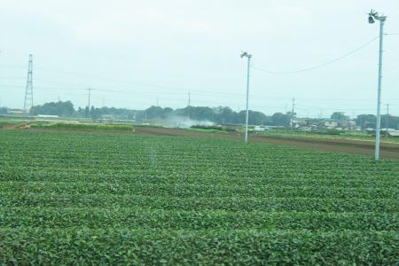 Photograph of a green tea field in Sayama, Japan